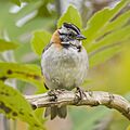 Rufous collared sparrow (Zonotrichia capensis costaricensis) Cundinamarca