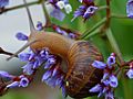 Snail1web