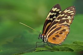 South American butterfly II