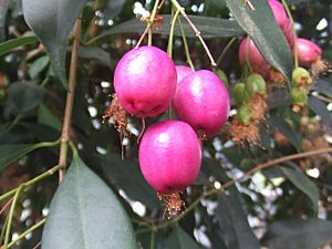 Archivo:Syzygium oleosum
