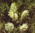 Tea tree plant