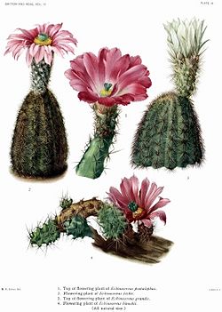 The Cactaceae Vol III, plate III filtered.jpg