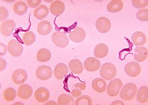 Archivo:Trypanosoma sp. PHIL 613 lores