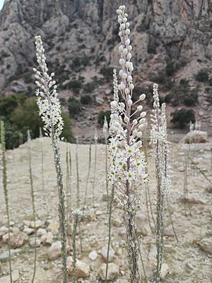 Archivo:Wild Drimia Maritima in Iran