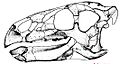 Zalmoxes skull