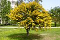 Acacia cyanophylla