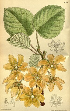 Archivo:Actinidia chinensis 140-8538