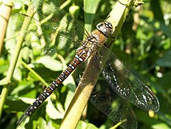 Aeshna mixta PICT1038.JPG