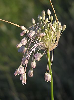 Archivo:Allium paniculatum (inflorescence) 2