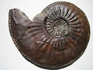 Archivo:Amaltheus gibbosus
