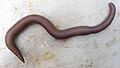 Annelid worm, Atlantic forest, northern littoral of Bahia, Brazil (16539863960)