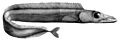 Aphanopus carbo1