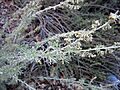 Artemisia californica 002 — Franco Folini