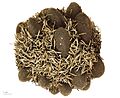 Banksia caleyi MHNT.BOT.2008.11.37