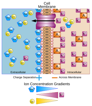 Archivo:Basis of Membrane Potential2-en