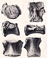 Bothriospondylus
