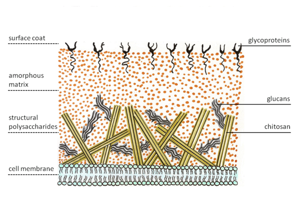 Archivo:Cell wall structure of Fungi