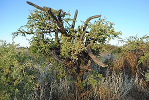 Archivo:Cereus aethiops 2