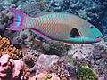 Cetoscarus ocellatus.jpg