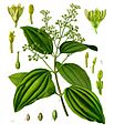 Cinnamomum verum - Köhler–s Medizinal-Pflanzen-182