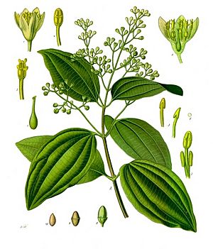 Cinnamomum verum - Köhler–s Medizinal-Pflanzen-182.jpg
