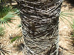 Coccothrinax scoparia leaf sheaths.JPG