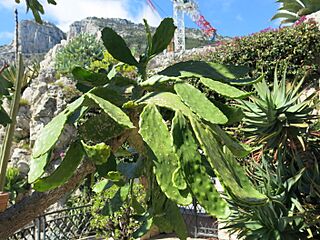 Consolea macracantha (Monaco) 2.jpg