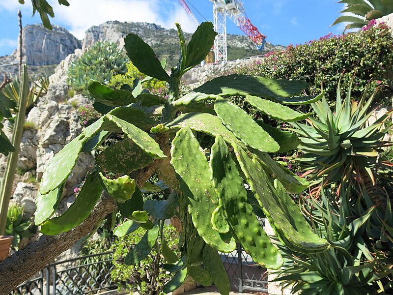 Consolea macracantha (Monaco) 2