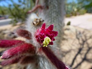 Archivo:Coonly Garden - Cephalocereus senilis, Old Man of Mexico - panoramio