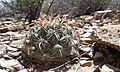 Coryphantha kracikii 1