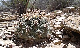 Coryphantha kracikii 1.jpg