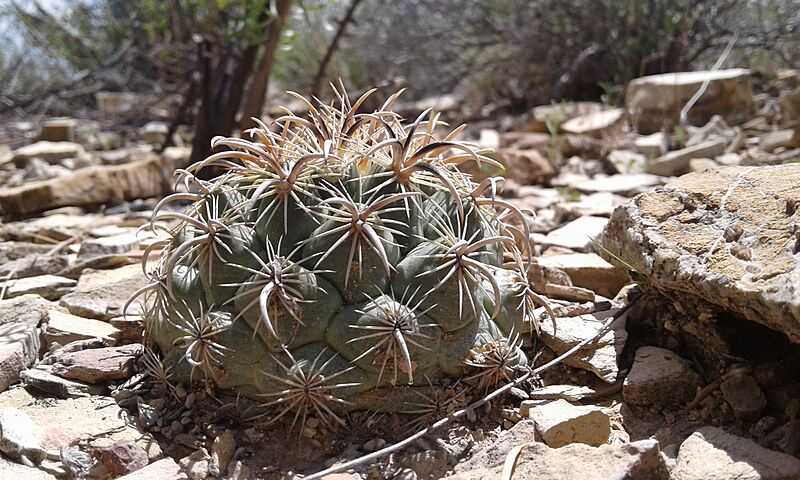 Coryphantha kracikii 1