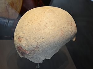 Archivo:Cráneo de homo sapiens procedente de Sonseca (Laborcillas, Granada). Calcolítico - M.A.N