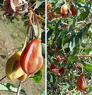 Archivo:Crinodendron patagua, seed pods (9118390854)