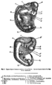 Descent of Man 1874 - Fig 1 editDP1