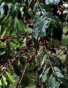 Archivo:Detail of coffee plant showing beans and leaves