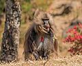 ET Amhara asv2018-02 img028 Wunenia