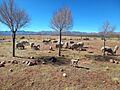 Estancia de criadero de ovejas de El Condor