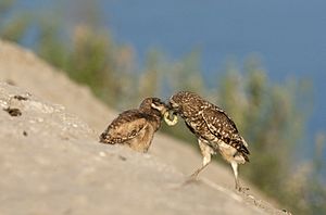 Archivo:Female Burrowing Owl feeding owlet (Athene cunicularia)