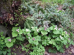 Archivo:Forest park trillium in multiple phases P3903