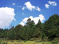 Archivo:Forestal