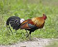 Gallus gallus male Kaziranga 0