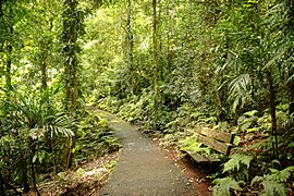Gondwana rainforest at Dorrigo National Park (6611254443)