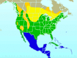 alt=Área de distribución:  ( Azul = invernada , Verde = presente todo el año , Amarillo = nidificación , Mostaza = presente durante la migración )