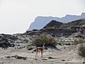 Guanacos de Ischigualasto