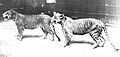 Hagenbeck-ligers