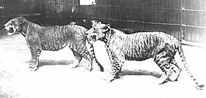 Archivo:Hagenbeck-ligers
