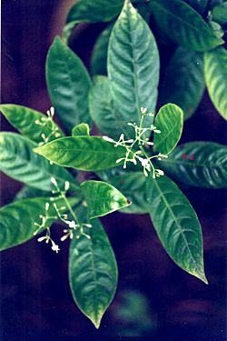 Hojas de chacruna (Psychotria viridis).jpg