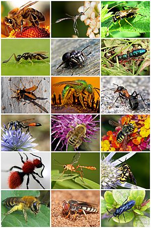 Hymenoptera Diversity.jpg