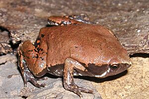Archivo:Hypopachus variolosus